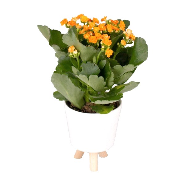 Kalanşo - Turuncu Kalanchoe Beyaz Zoe 