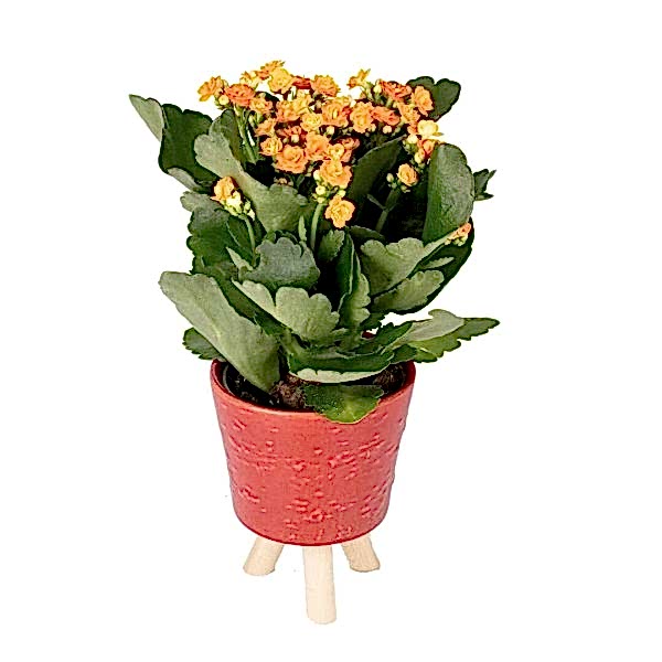Kalanşo - Turuncu Kalanchoe Kırmızı Zoe 