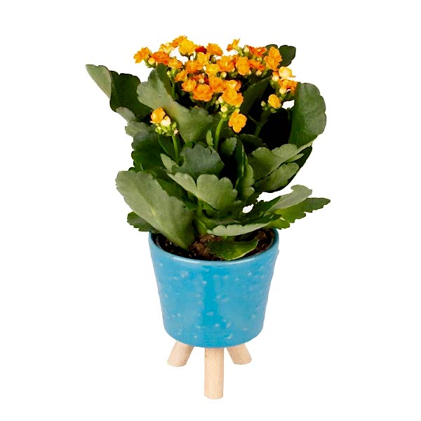 Kalanşo - Turuncu Kalanchoe Mavi Zoe 