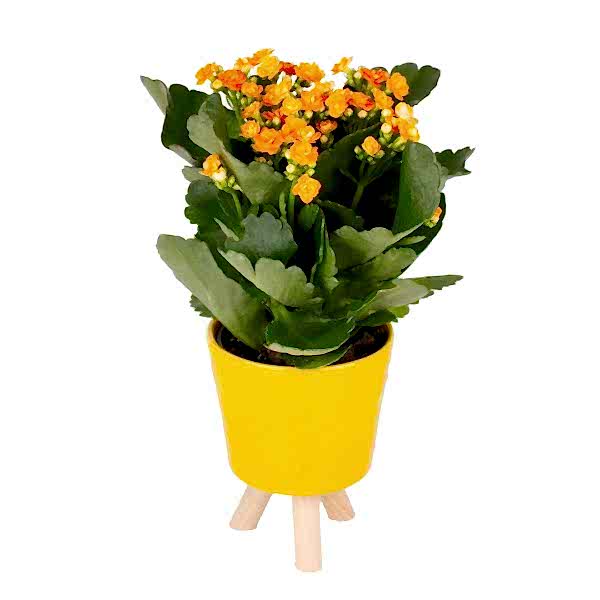Kalanşo - Turuncu Kalanchoe Sarı Zoe 