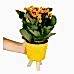 Kalanşo - Turuncu Kalanchoe Sarı Zoe