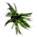 Kurdele Çiçeği - Chlorophytum Atlantic