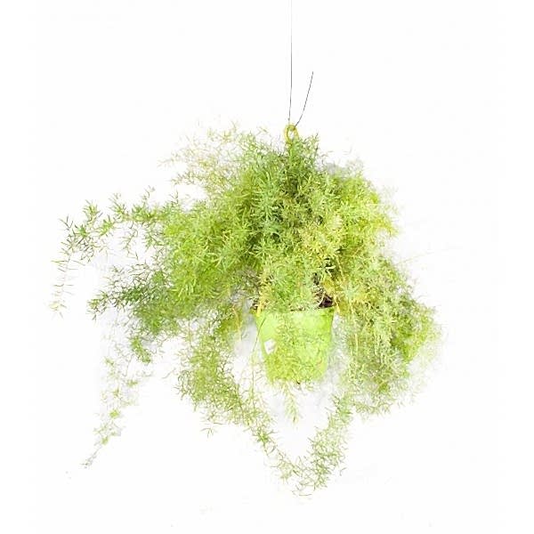 Kuşkonmaz Çiçeği - Asparagus Densiflorus 