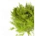 Limon Servi - Cupresus Makrocarpa Wilma