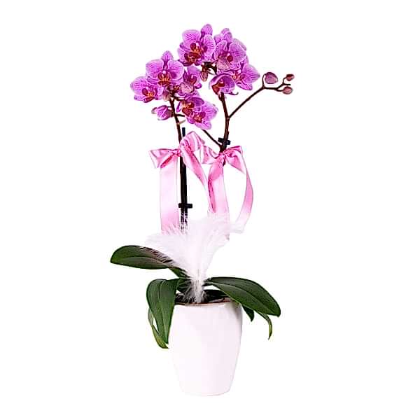 Midi Orkide - Beyaz Lily Pembe Orkide