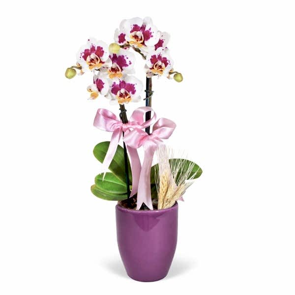 Midi Orkide - Mor Lily Dalmaçyalı Orkide