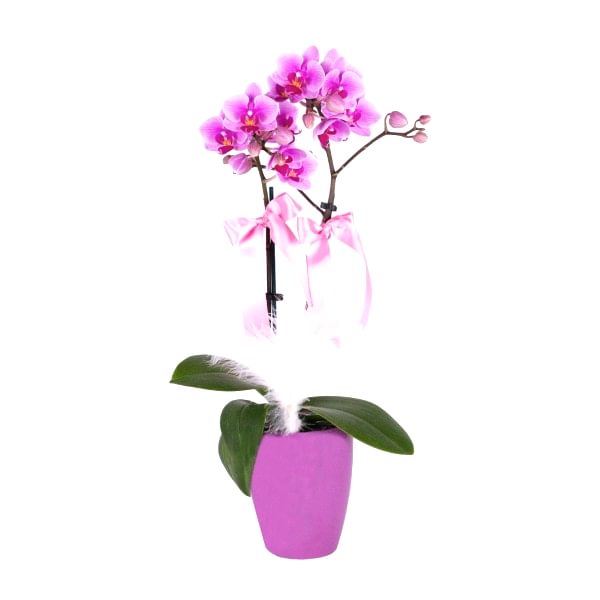 Midi Orkide - Mor Lily Pembe Orkide