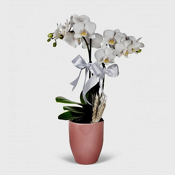 Midi Orkide - Pembe Lily Beyaz Orkide