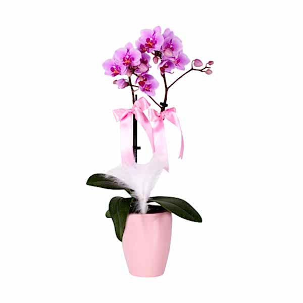 Midi Orkide - Pembe Lily Pembe Orkide
