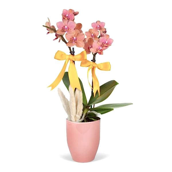 Midi Orkide - Pembe Lily Turuncu Orkide