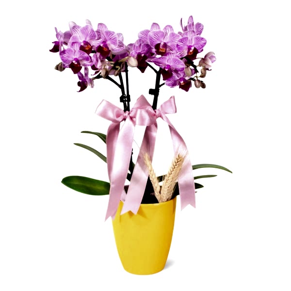 Midi Orkide - Sarı Lily Pembe Orkide
