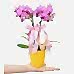 Midi Orkide - Sarı Lily Pembe Orkide