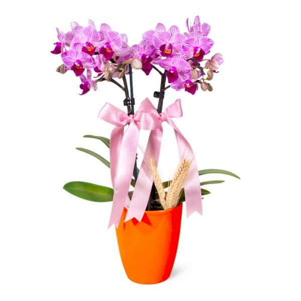 Midi Orkide - Turuncu Lily Pembe Orkide