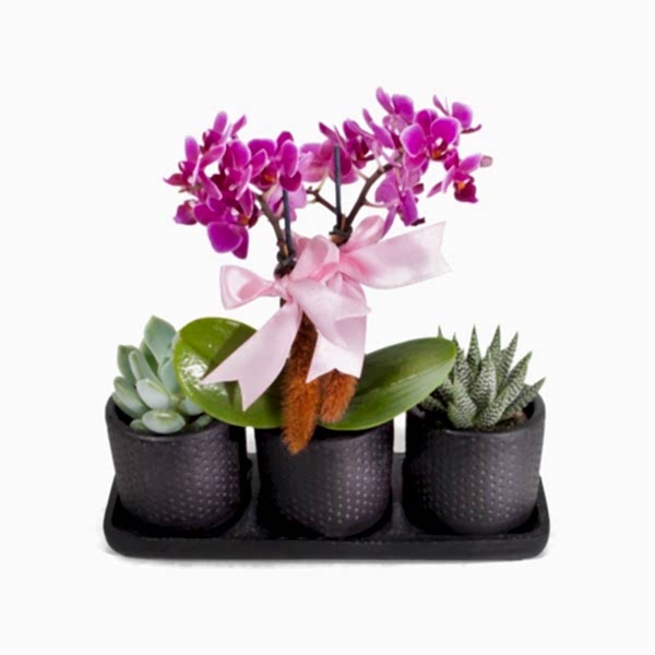 Mini Orkide - Sukulent Siyah Trio