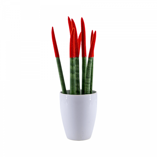 Paşa Kılıcı - Kırmızı Sansevieria Beyaz Lily
