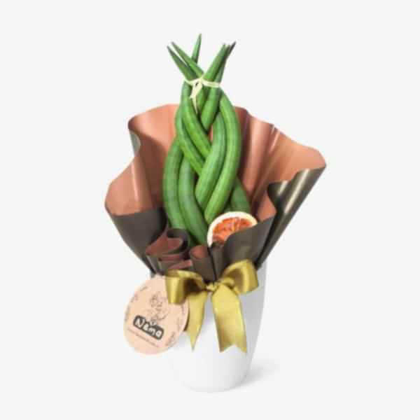 Paşa Kılıcı - Örgülü Sansevieria Cylindrica Beyaz Lily 