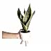 Paşa Kılıcı - Sansevieria Beyaz Zoe