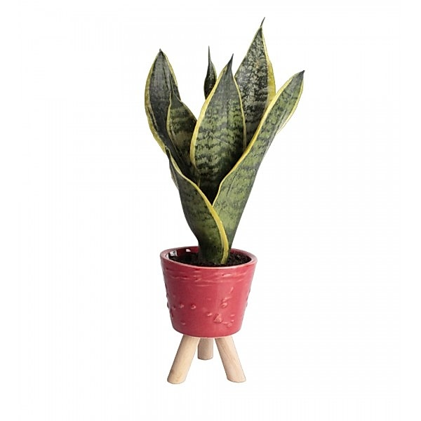 Paşa Kılıcı - Sansevieria Kırmızı Zoe 