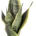 Paşa Kılıcı - Sansevieria Kırmızı Zoe