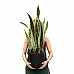 Paşa Kılıcı - Sansevieria Laurentii Black