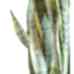 Paşa Kılıcı - Sansevieria Laurentii Black