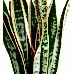 Paşa Kılıcı - Sansevieria Laurentii Black Terracotta