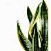 Paşa Kılıcı - Sansevieria Laurentii Kahverengi Anna