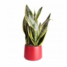 Paşa Kılıcı - Sansevieria Laurentii Kırmızı Classic