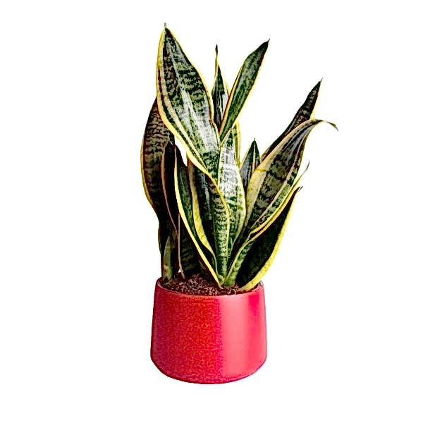Paşa Kılıcı - Sansevieria Laurentii Kırmızı Classic