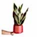Paşa Kılıcı - Sansevieria Laurentii Kırmızı Classic
