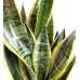Paşa Kılıcı - Sansevieria Laurentii Kırmızı Classic