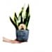 Paşa Kılıcı - Sansevieria Laurentii Mavi Anna