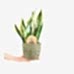 Paşa Kılıcı - Sansevieria Laurentii Yeşil Anna