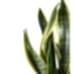 Paşa Kılıcı - Sansevieria Laurentii Yeşil Anna