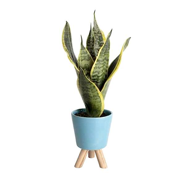 Paşa Kılıcı - Sansevieria Mavi Zoe 