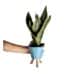 Paşa Kılıcı - Sansevieria Mavi Zoe