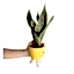 Paşa Kılıcı - Sansevieria Sarı Zoe