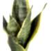 Paşa Kılıcı - Sansevieria Sarı Zoe