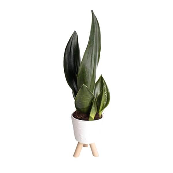Paşa Kılıcı - Sansevieria Trifasciata Beyaz 