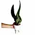 Paşa Kılıcı - Sansevieria Trifasciata Beyaz