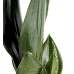Paşa Kılıcı - Sansevieria Trifasciata Beyaz