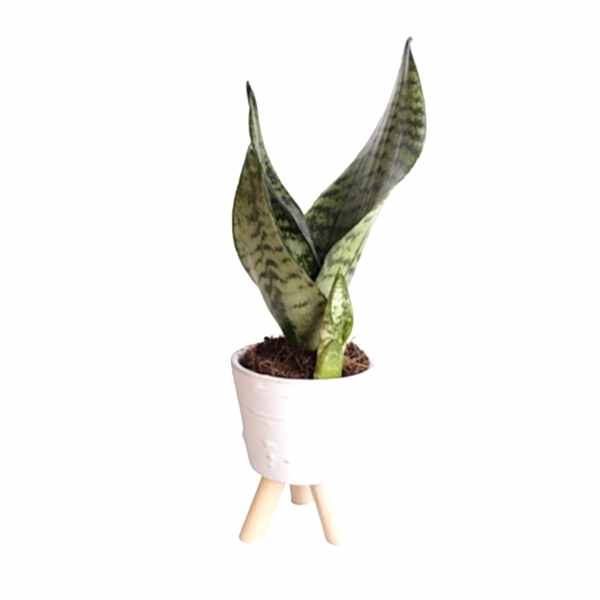 Paşa Kılıcı - Sansevieria Trifasciata Kırçıllı Beyaz Zoe 