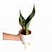 Paşa Kılıcı - Sansevieria Trifasciata Kırçıllı Beyaz Zoe