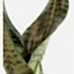 Paşa Kılıcı - Sansevieria Trifasciata Kırçıllı Beyaz Zoe