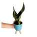 Paşa Kılıcı - Sansevieria Trifasciata Kırçıllı Mavi Zoe