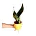 Paşa Kılıcı - Sansevieria Trifasciata Kırçıllı Sarı Zoe