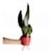 Paşa Kılıcı - Sansevieria Trifasciata Kırmızı Zoe