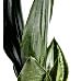 Paşa Kılıcı - Sansevieria Trifasciata Kırmızı Zoe