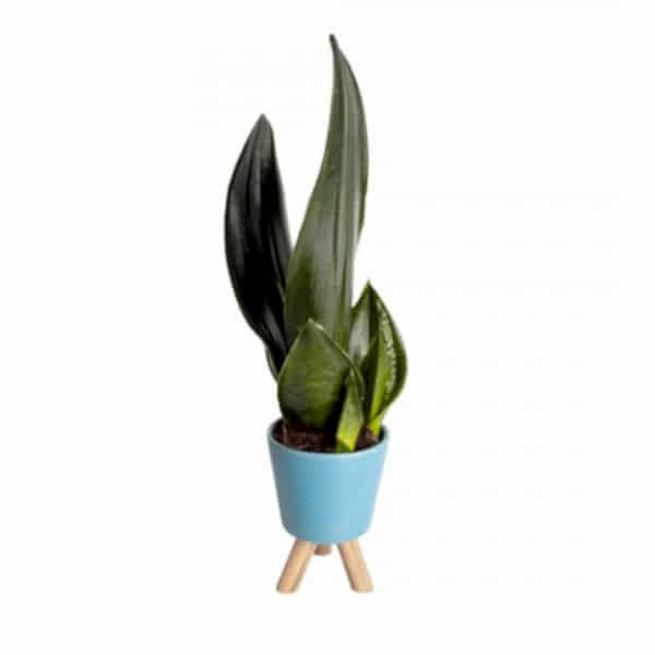 Paşa Kılıcı - Sansevieria Trifasciata Mavi Zoe 