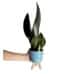 Paşa Kılıcı - Sansevieria Trifasciata Mavi Zoe